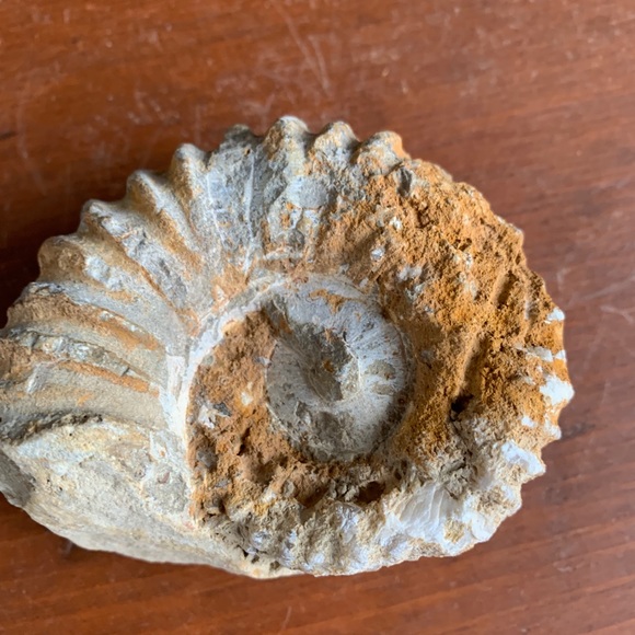 Ammonite Fossil from Morocco. - Picture 10 of 11